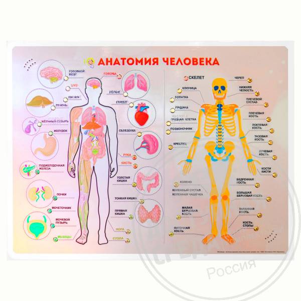 «Анатомия человека» с индукционной петлейАналоги: Ректор; Альфа-среда